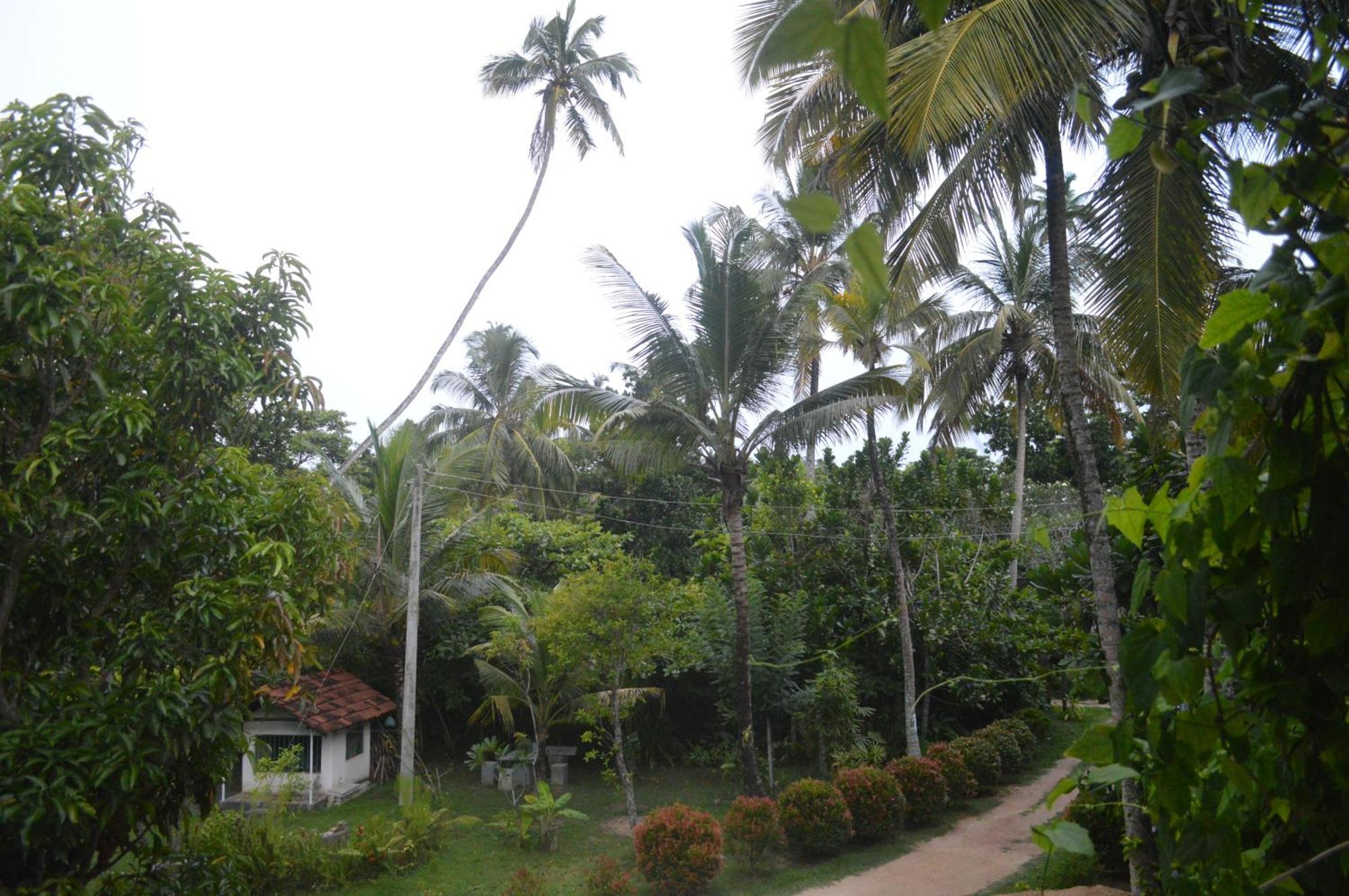 Hotel Coconut Grove - Midigama East Zewnętrze zdjęcie